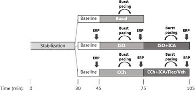 Inhibition of Small Conductance Calcium-Activated Potassium (SK) Channels Prevents Arrhythmias in Rat Atria During β-Adrenergic and Muscarinic Receptor Activation